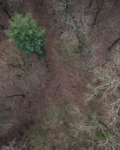 Drone shot of Okrugli Vrh forest with bare trees and fallen leaves.